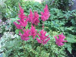 ASTILBE - MIGHTY RED QUIN