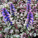AJUGA - BURGUNDY GLOW