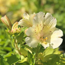 TROPICAL BENCH - PRINCESS LILY - CLAIRE