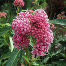 ASCLEPIAS CINDERELLA