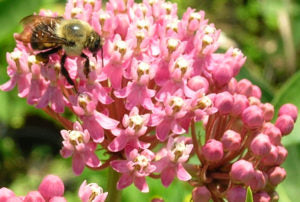 ASCLEPIAS - INCARNATA