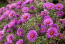 ASTER - NOVAE-PURPLE DOME
