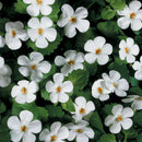 BACOPA - SNOWSTORM SNOWFLAKE
