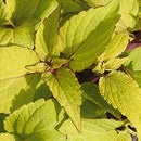 MILLION BELL BIG BLONDE