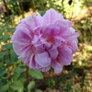 BRACTEANTHA COTTAGE ROSE