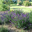 BUDDLEIA - BEHOLD BLUE CHIP JR (BUTTERFLY BUSH)