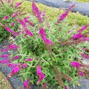BUDDLEIA -  BEHOLD  RUBY CHIP (BUTTERFLY BUSH)