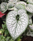 BRUNNERA-MACROPHYLLA BLUE