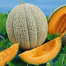 CANTALOUPE - HALES BEST