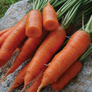CARROT- CHANTENAY RED CORE