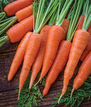 CARROTS- DANVERS