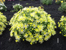 CHYSANTHEMUM MAMMOTH YELLOW