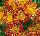 CHYSANTHEMUM MATCHSTICKS