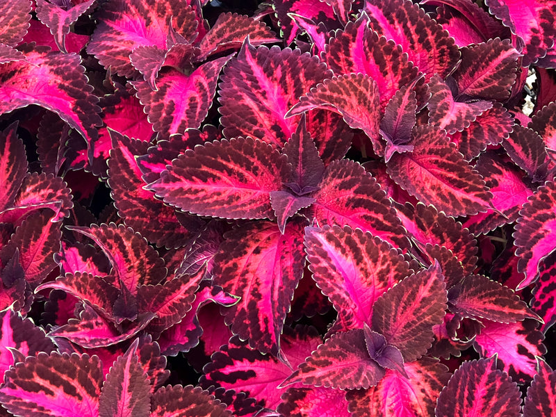 COLEUS - KINGSWOOD TORCH