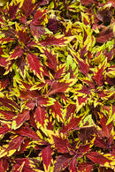 COLEUS APPLE BRANDY