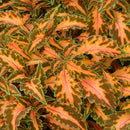 COLEUS  BEAUTY OF LYON