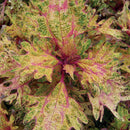 COLEUS LIMON BLUSH