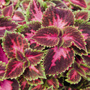 COLEUS OCEAN DRIVE