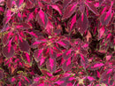 COLEUS PINK CHAOS