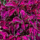 COLEUS - PARTY TIME PINK FIZZ