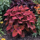 COLEUS REDICULOUS