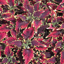 COLEUS SKYFIRE
