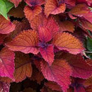 COLEUS SUNSET BLVD