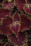 COLEUS WICKED WITCH