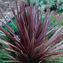 CORDYLINE RED SENSATION