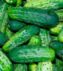 CUCUMBER - BUSH PICKLE