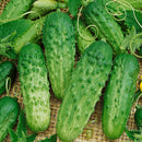 CUCUMBER - CALYPSO