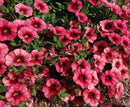 CALIBRACHOA BLOOMTASTIC - CHILI PEPPER