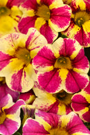 CALIBRACHOA - CANDY BOUQUET