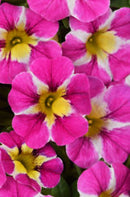 CALIBRACHOA CANDY SHOP - CRUSH