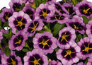 CALIBRACHOA ALOHA - TIKTOK GRAPE