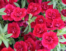 CALIBRACHOA SUPERBELLS - DOUBLE RUBY