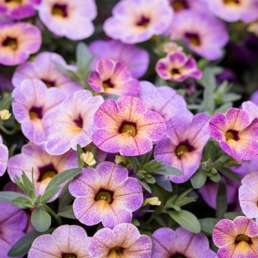CALIBRACHOA CHAMELEON - BLUEBERRY