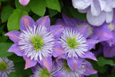 CLEMATIS - CRYSTAL FOUNTAIN