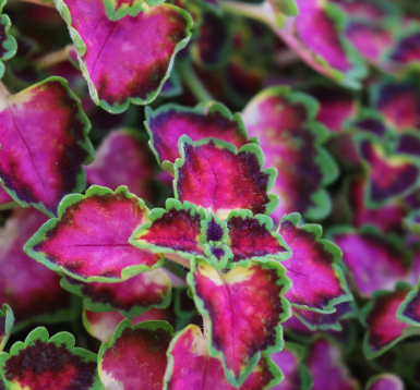 COLEUS - GREAT FALLS ANGEL