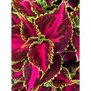 COLEUS - MAIN STREET OCEAN DRIVE