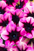 PETUNIA - BLACKBERRY JAM