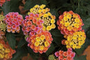 LANTANA BANDANA - PEACH