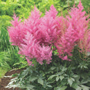 ASTILBE - ARENDSII ERIKA