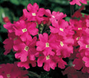 VERBENA LANAI - DEEP PINK IMP