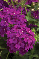 VERBENA LANAI - DEEP PURPLE
