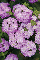 VERBENA LANAI - LAVENDER STAR