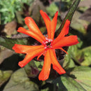 LYCHNIS - ORANGE GNOME