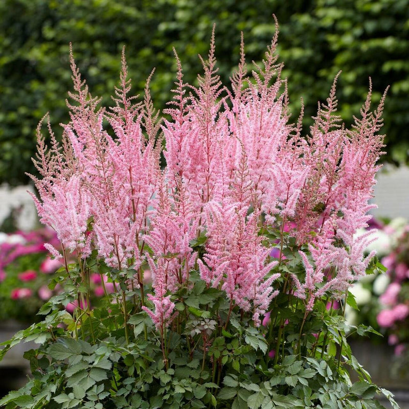 ASTILBE - CHINENSIS MIGHTY PIP