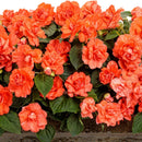 DOUBLE IMPATIEN ORANGE