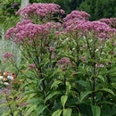 EUPHORBIA X MARTINII - EUPATORIUM DUBIUM-JOE PYE WEED